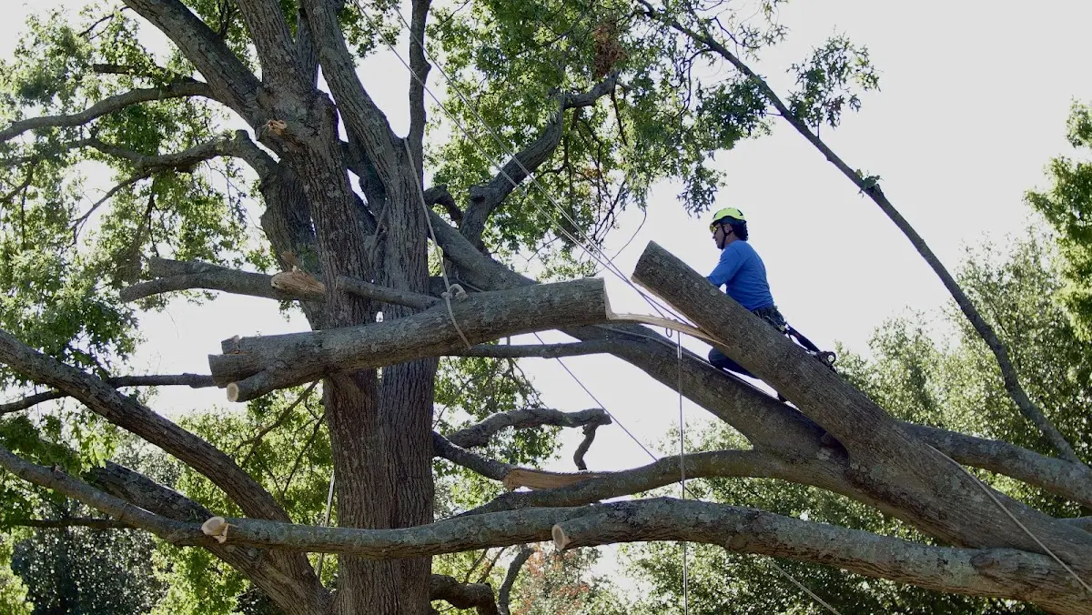Professional Hazardous Tree Removal performed by certified arborists in Stanville