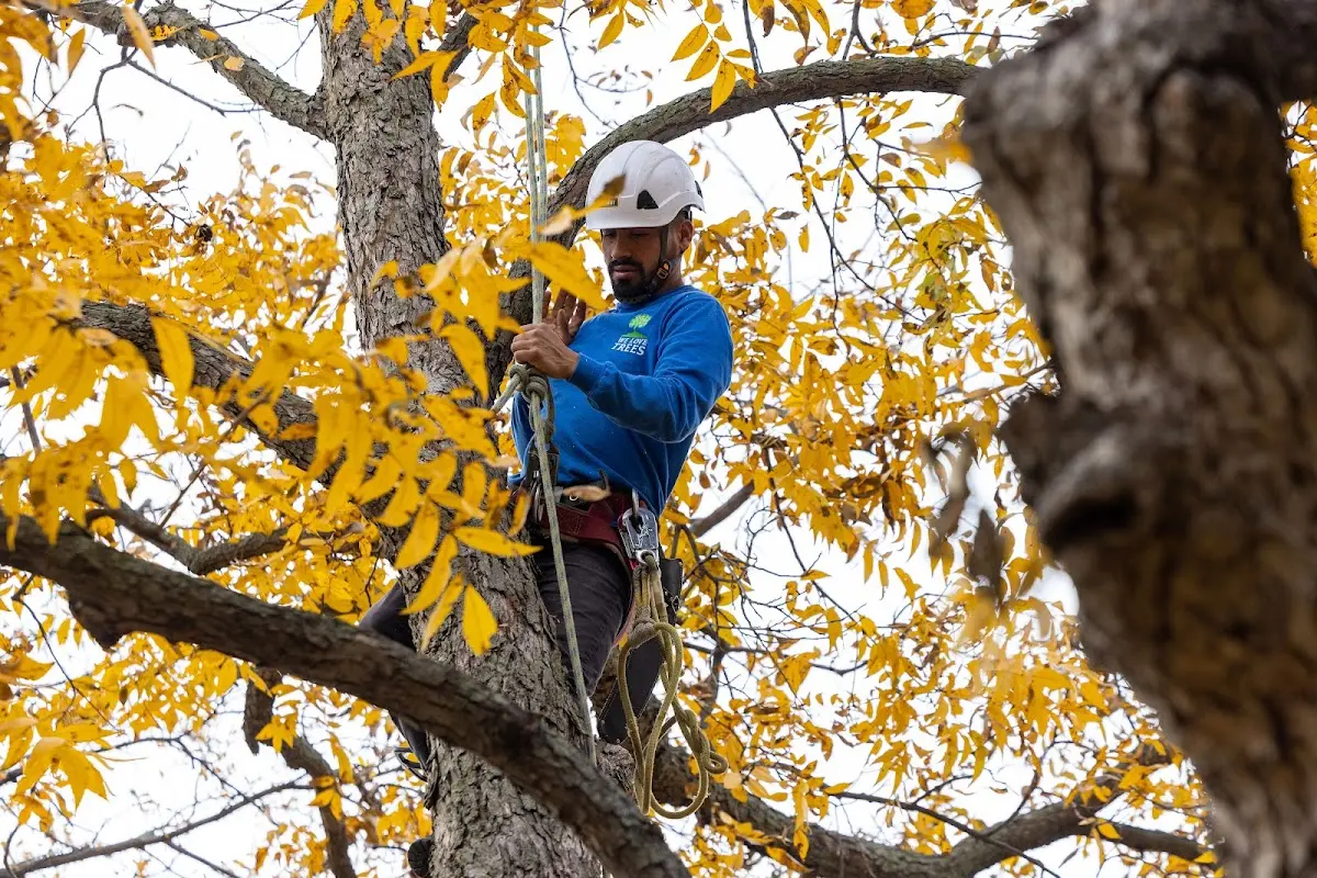 Skilled Tree Planing crew working in Stanville