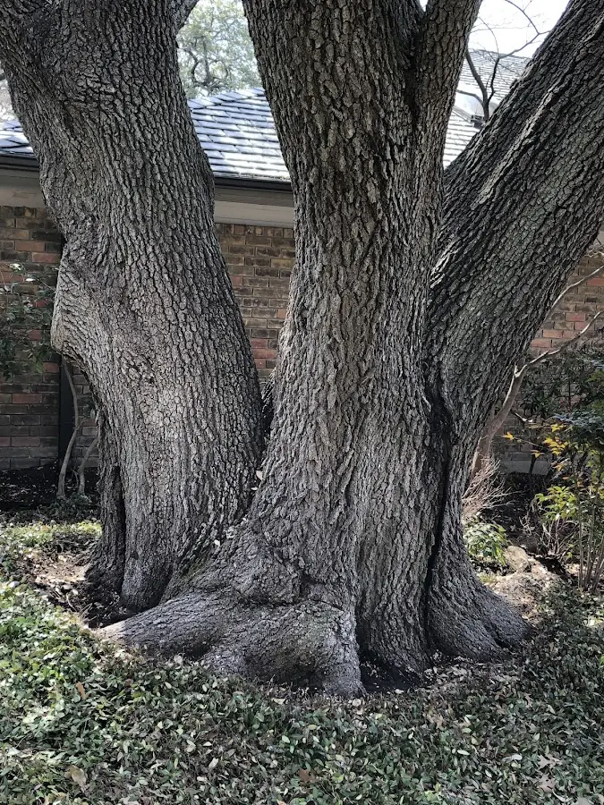 Mature heritage tree close to a Stanville property cared for by certified arborists