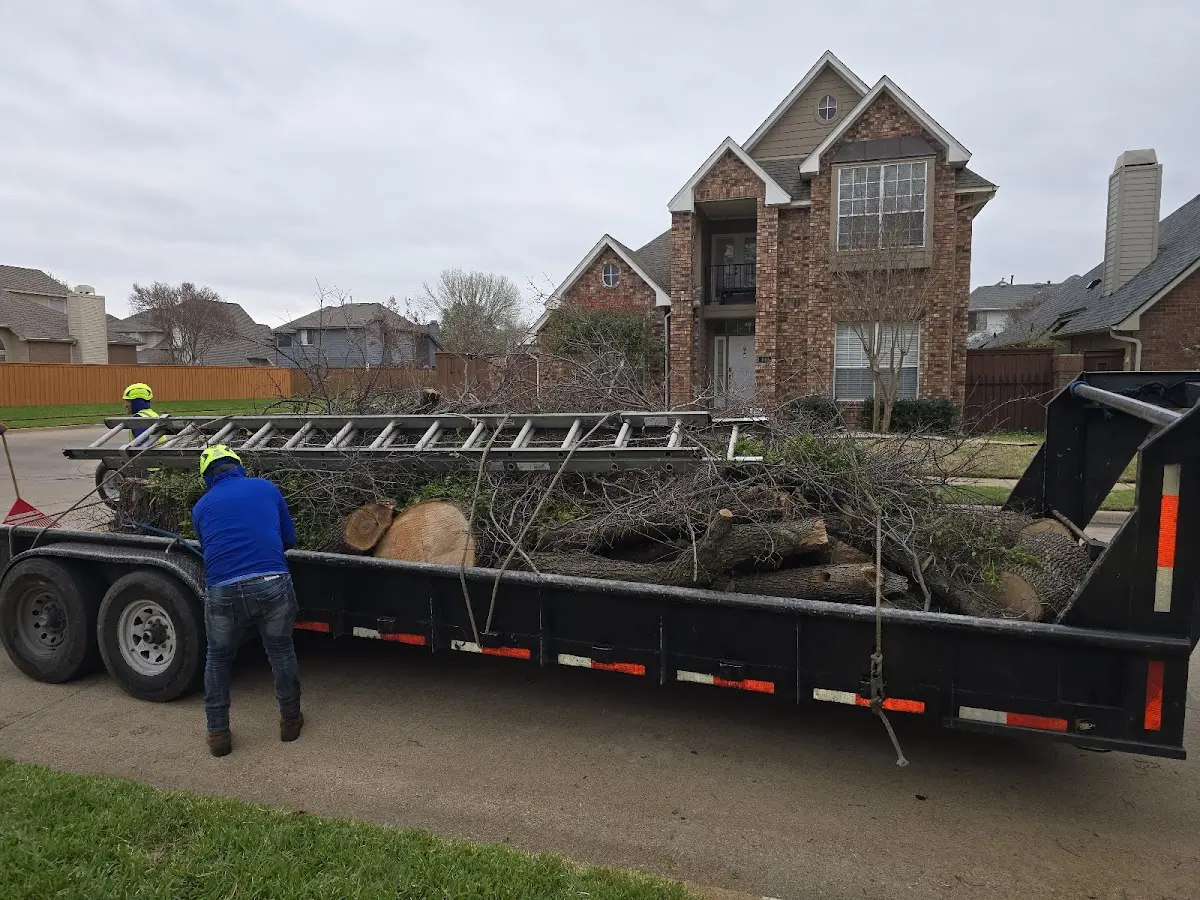 Expert Tree Removal with proper safety equipment in Stanville